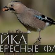 Сойка