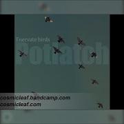 Enervate Birds Potlatch