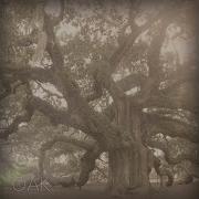 O My Soul Oak