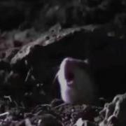 Screaming Mouse Extended Cut