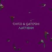 Ластівки Chico І Qatoshi