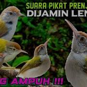 Pikat Prenjak Lumut Ampuh Prenjak Atas Prenjak Bawah Idris Civets