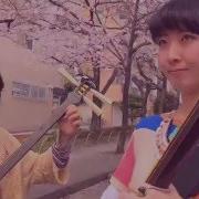 Shamisen Under Cherry Blossom