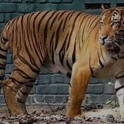 Malayan Tiger Sound Effects Steve Myers