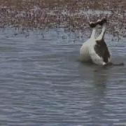 Courtship Dance