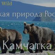 Nat Geo Wild Дикая Природа России Камчатка 1080Р