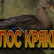 Голос Кряквы Для Охоты