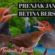 Masteran Prenjak Jantan Dan Betina Gacor Dor Deru Slow