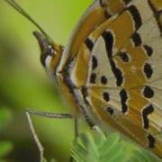 Mark O Connor Butterfly S Day Out