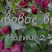 Сливовое Вино Часть 2