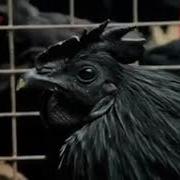 Black Cock Новинки Российского Секс 2023 Скачать Бесплатно