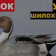 Голос Шилохвость