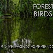 Forest Birds Relaxation Meditation Songs Divine