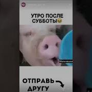 Свинья Пьёт Воду Ржач