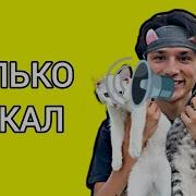 Holy Baam Песня Про Котят Только Вокал