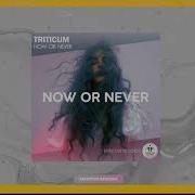 Triticum Now Or Never