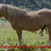 Sex Image Of A Horse 馬 In Human Programs