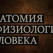 Барышников Лекции По Анатомии И Физиологии Скачать