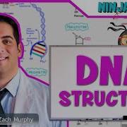 Little Lectures Dna